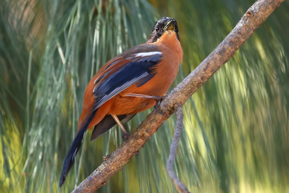 Rufous Sibia - ML501417781