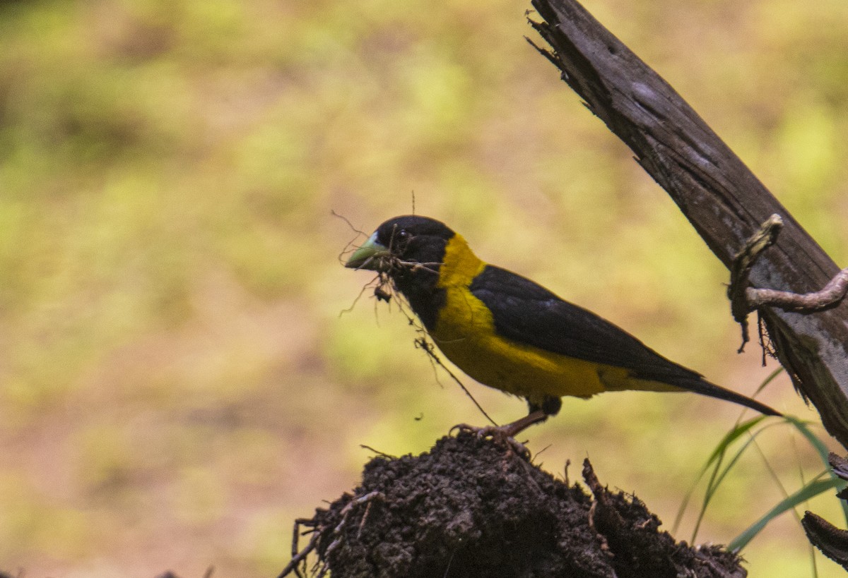 Black-and-yellow Grosbeak - Waseem Bhat