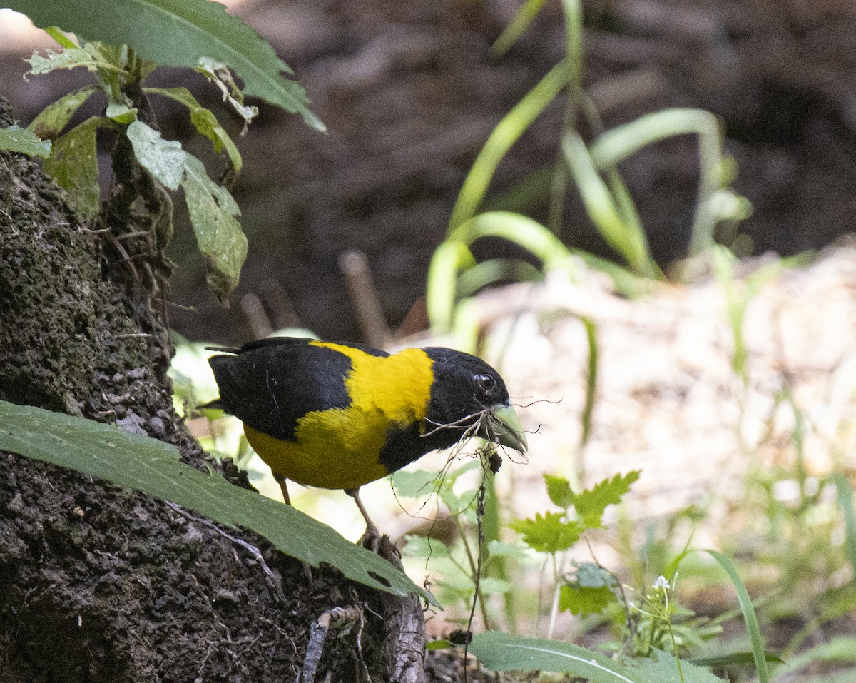 Gros-bec noir et jaune - ML501418091