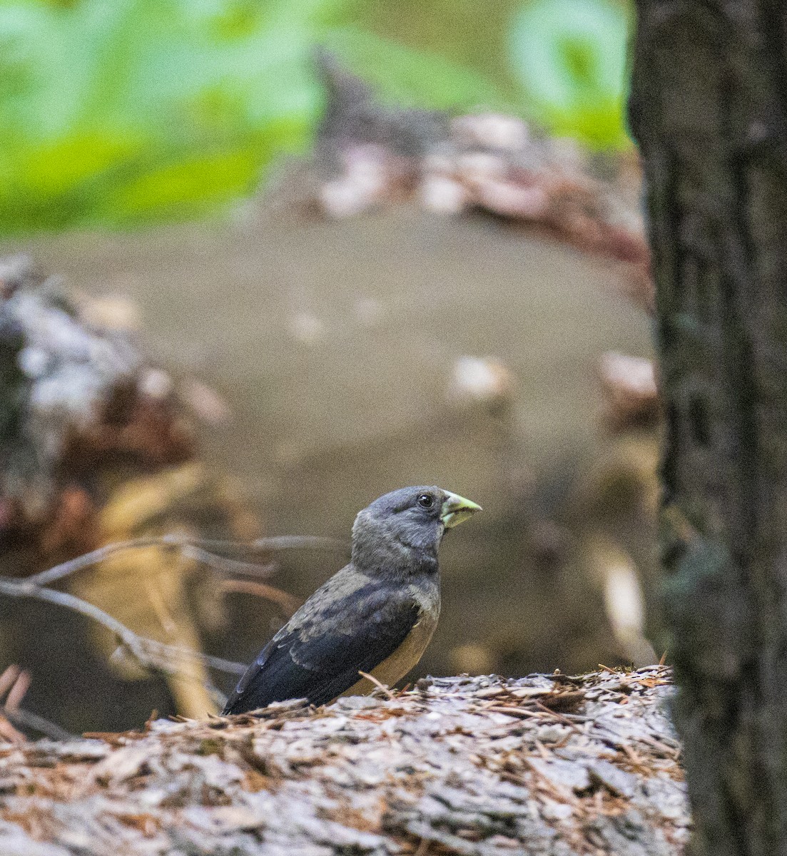 Black-and-yellow Grosbeak - Waseem Bhat