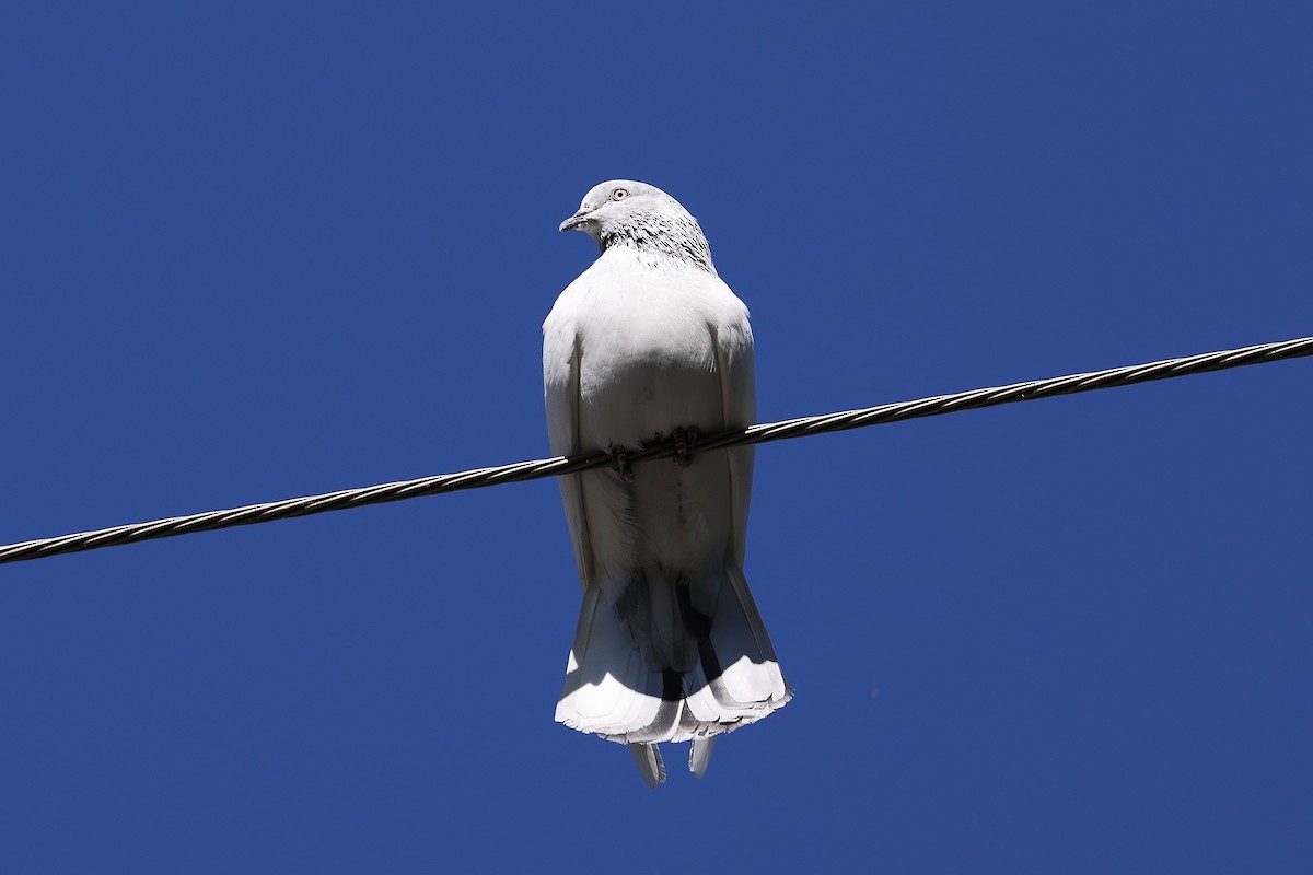 Rock Pigeon (Feral Pigeon) - ML501418121