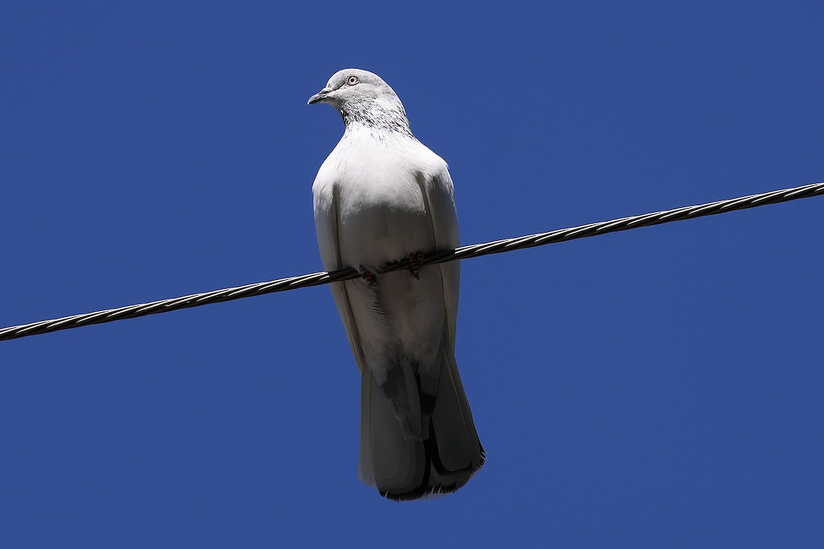 Rock Pigeon (Feral Pigeon) - ML501418131