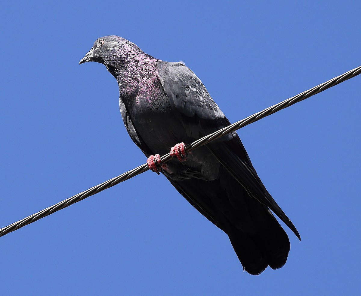 Rock Pigeon (Feral Pigeon) - ML501418141