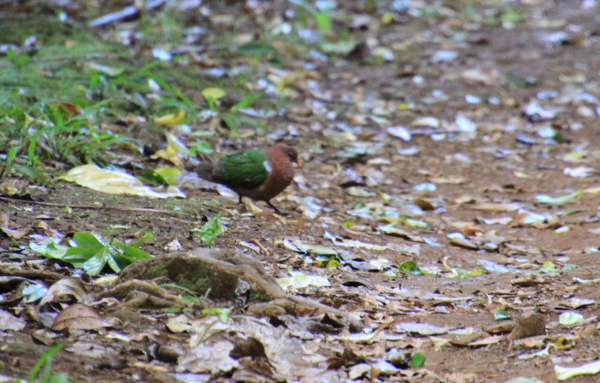 Pacific Emerald Dove - ML501418881