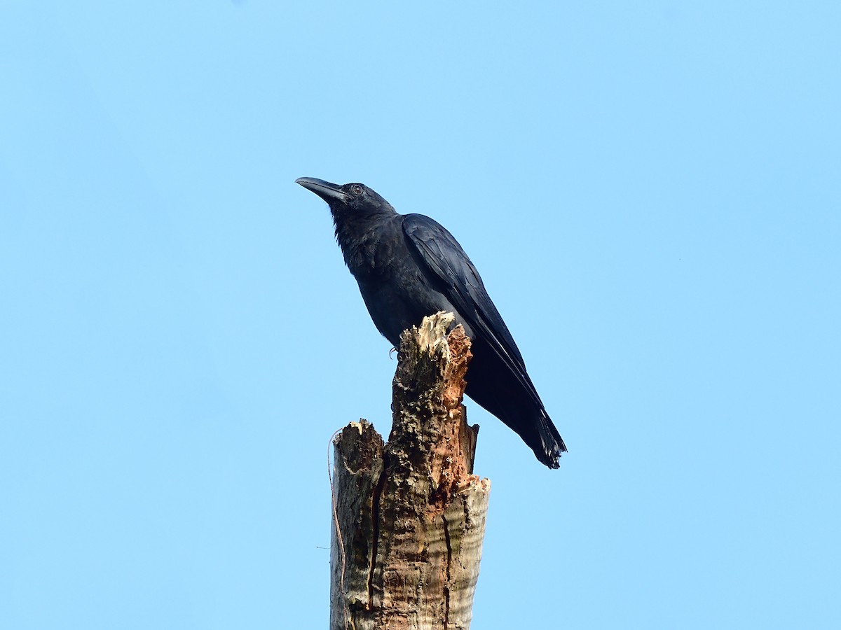 Slender-billed Crow - Oleg Chernyshov