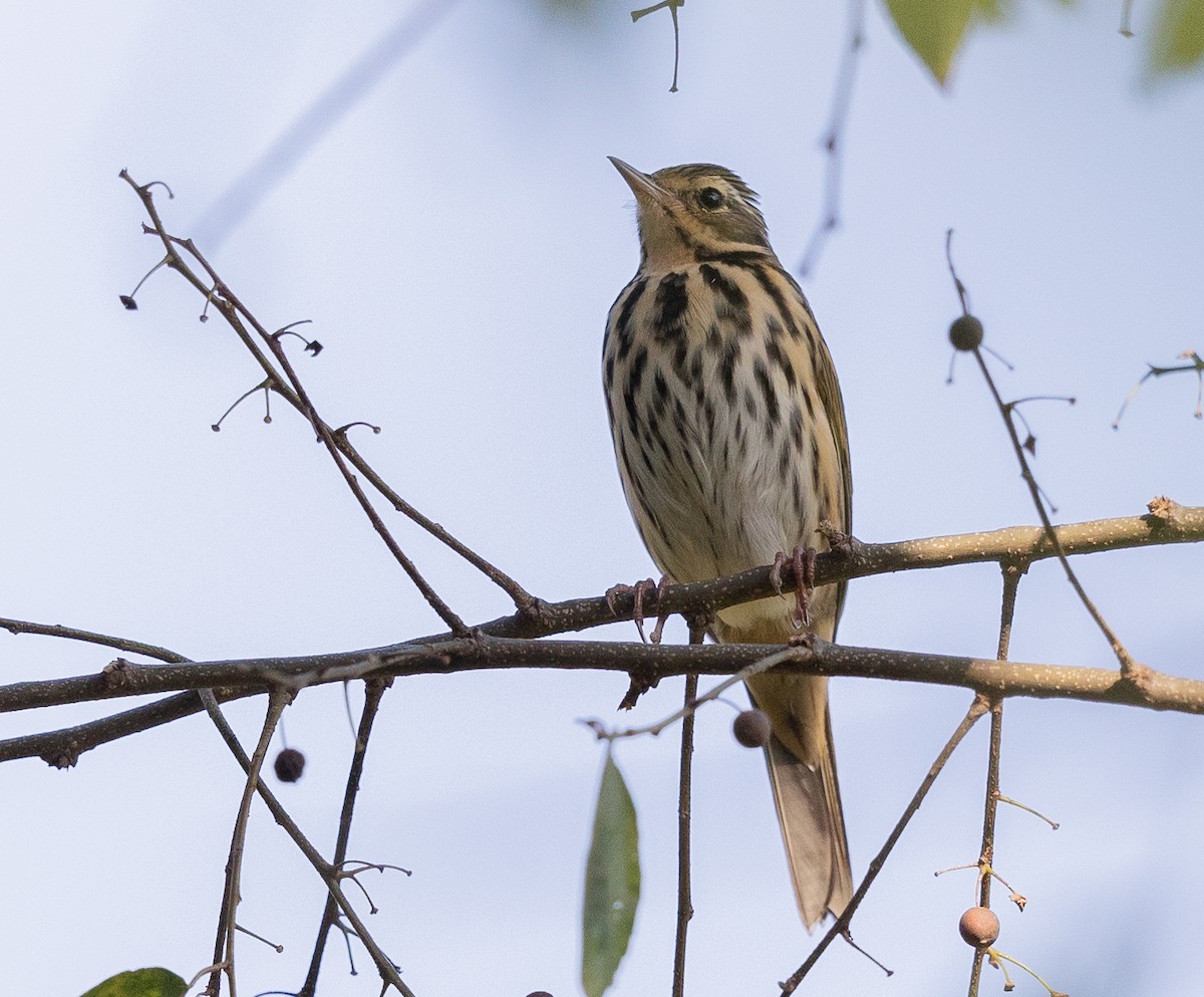 Olive-backed Pipit - ML501420071