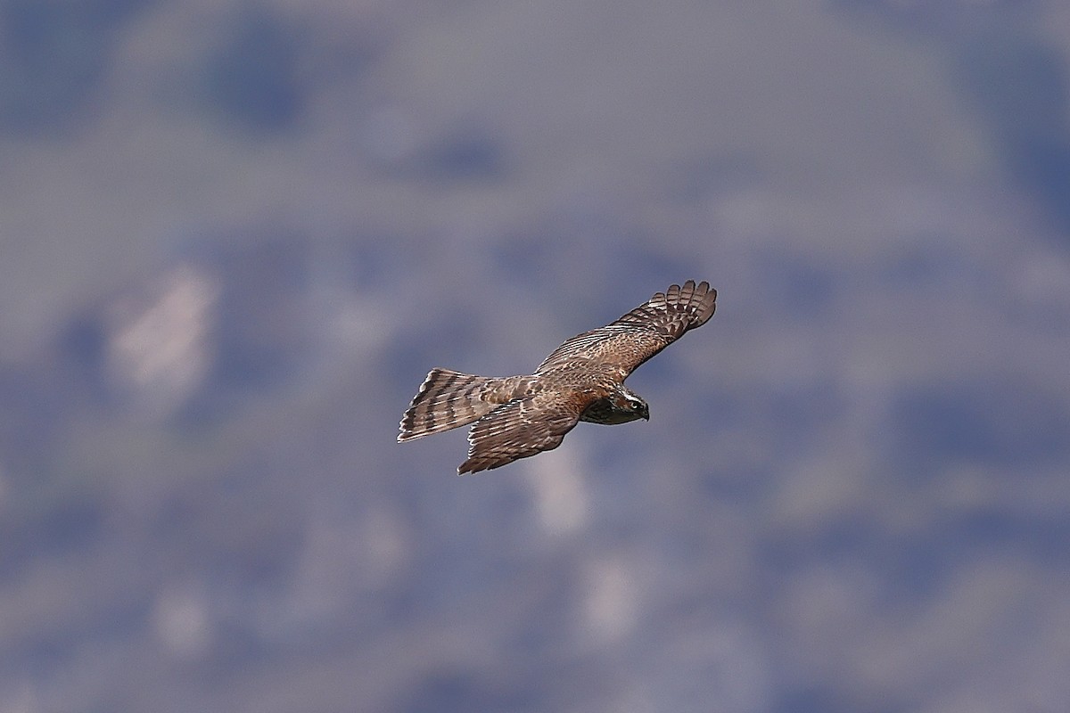 Eurasian Sparrowhawk - ML501420081