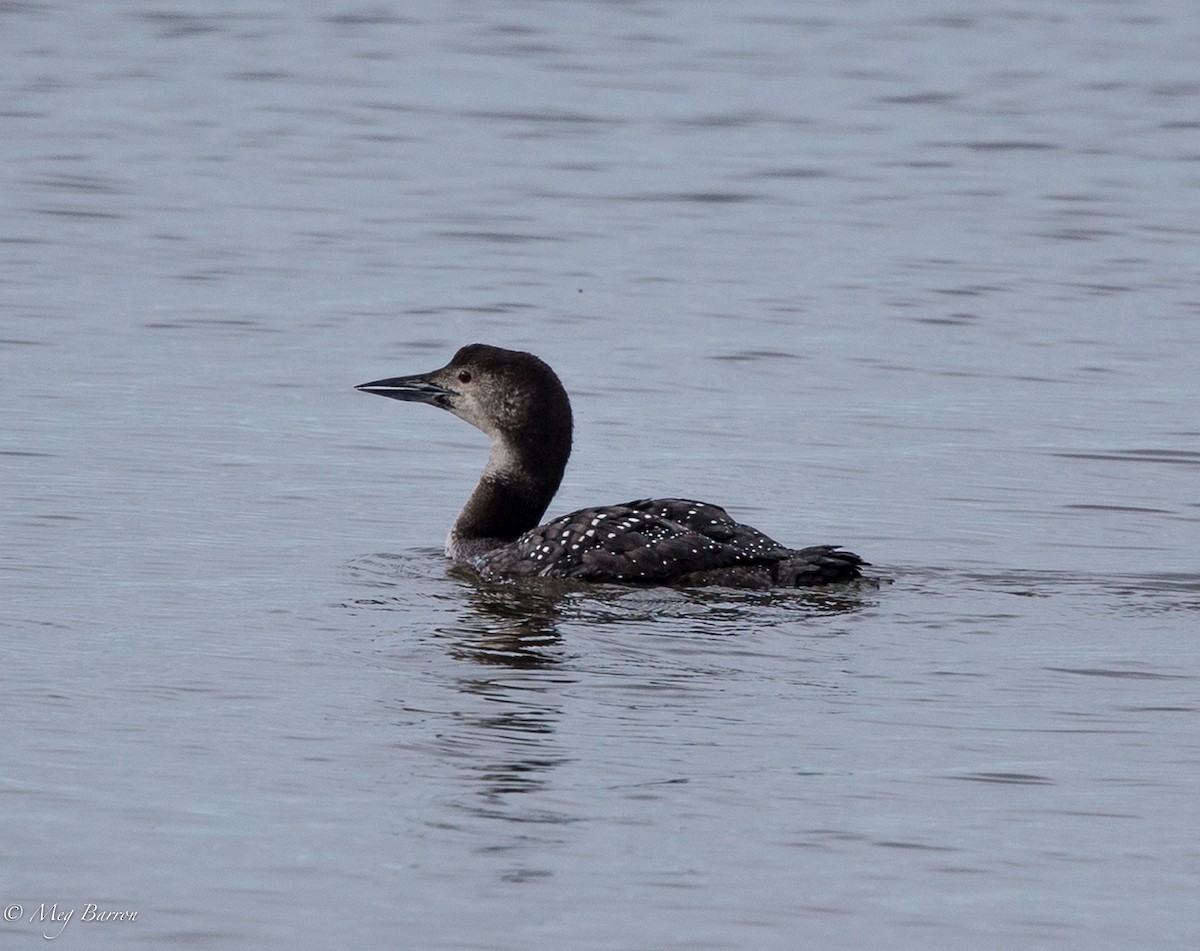 Plongeon huard - ML50142011