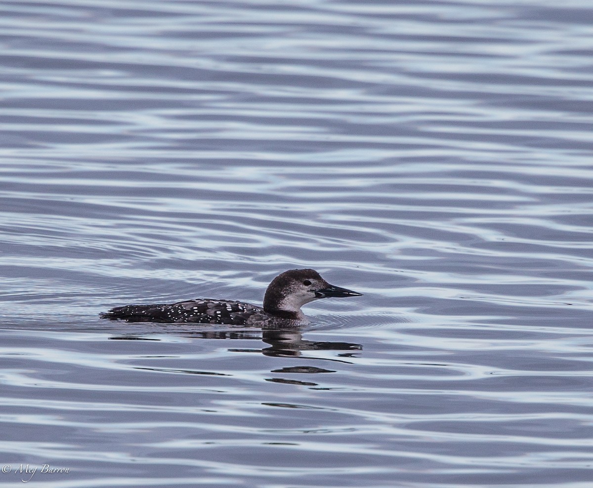 Plongeon huard - ML50142021