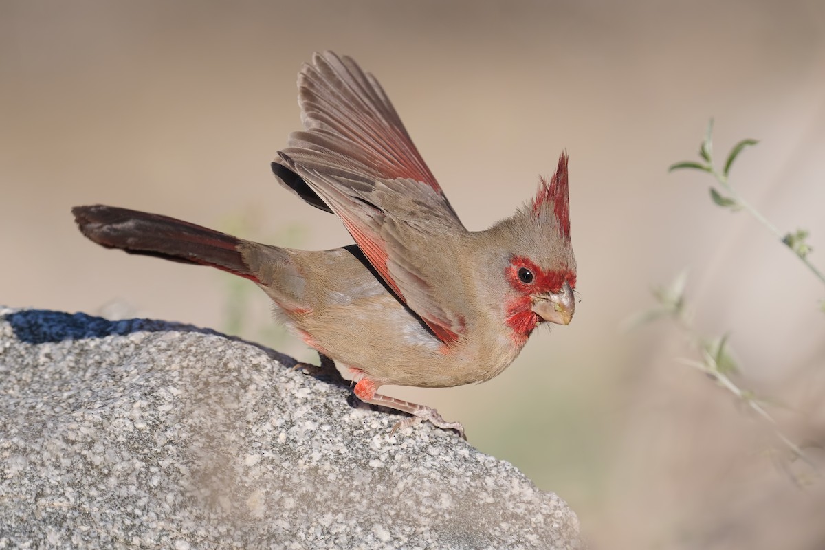 Pyrrhuloxia - ML501420361