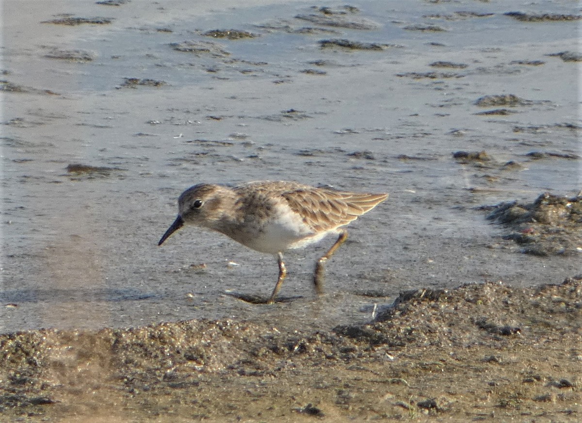 Least Sandpiper - ML501420461