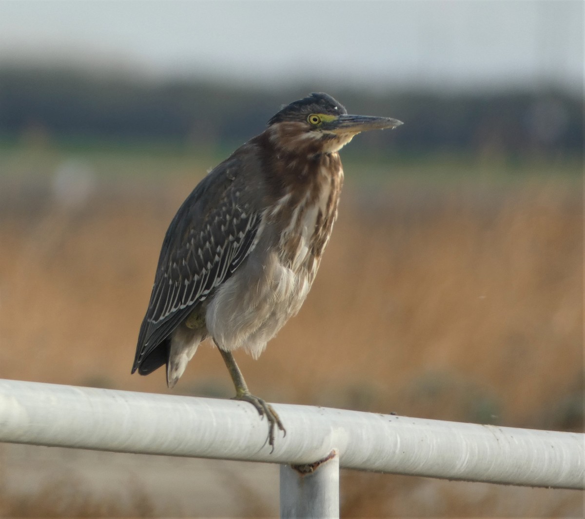 Green Heron - ML501420501