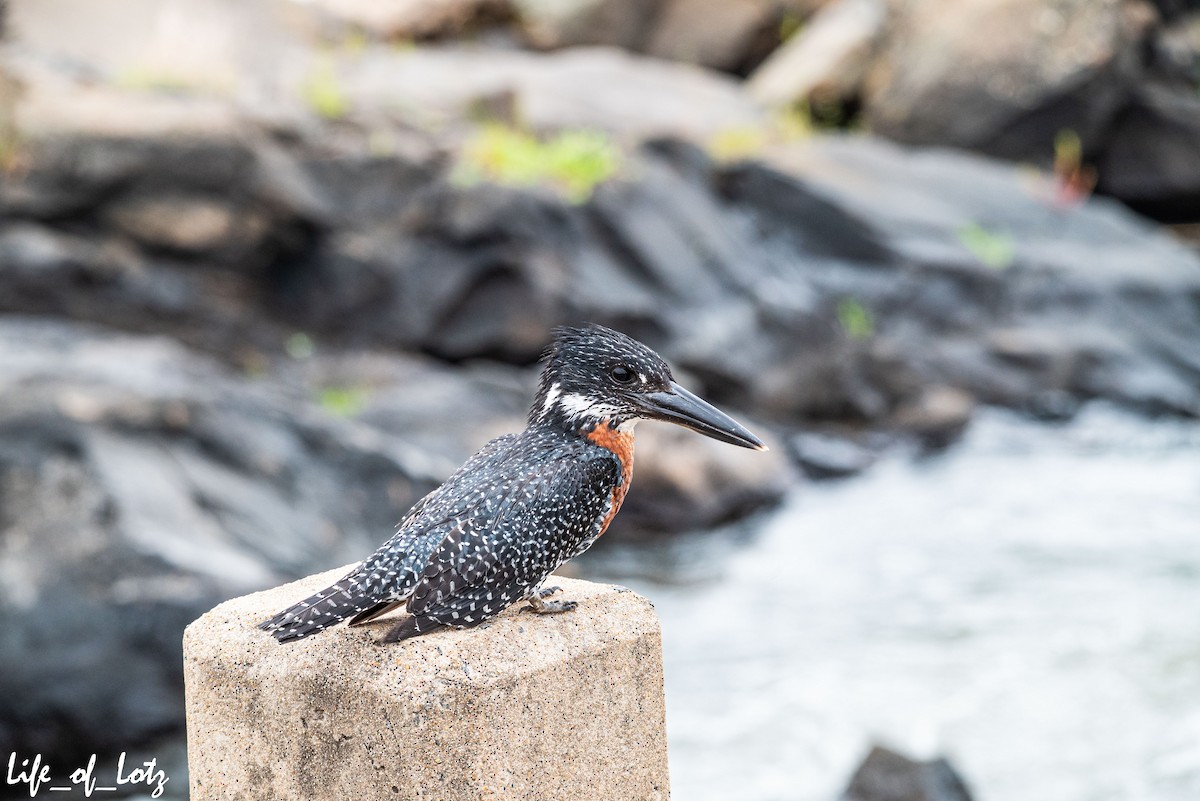 Giant Kingfisher - ML501422341