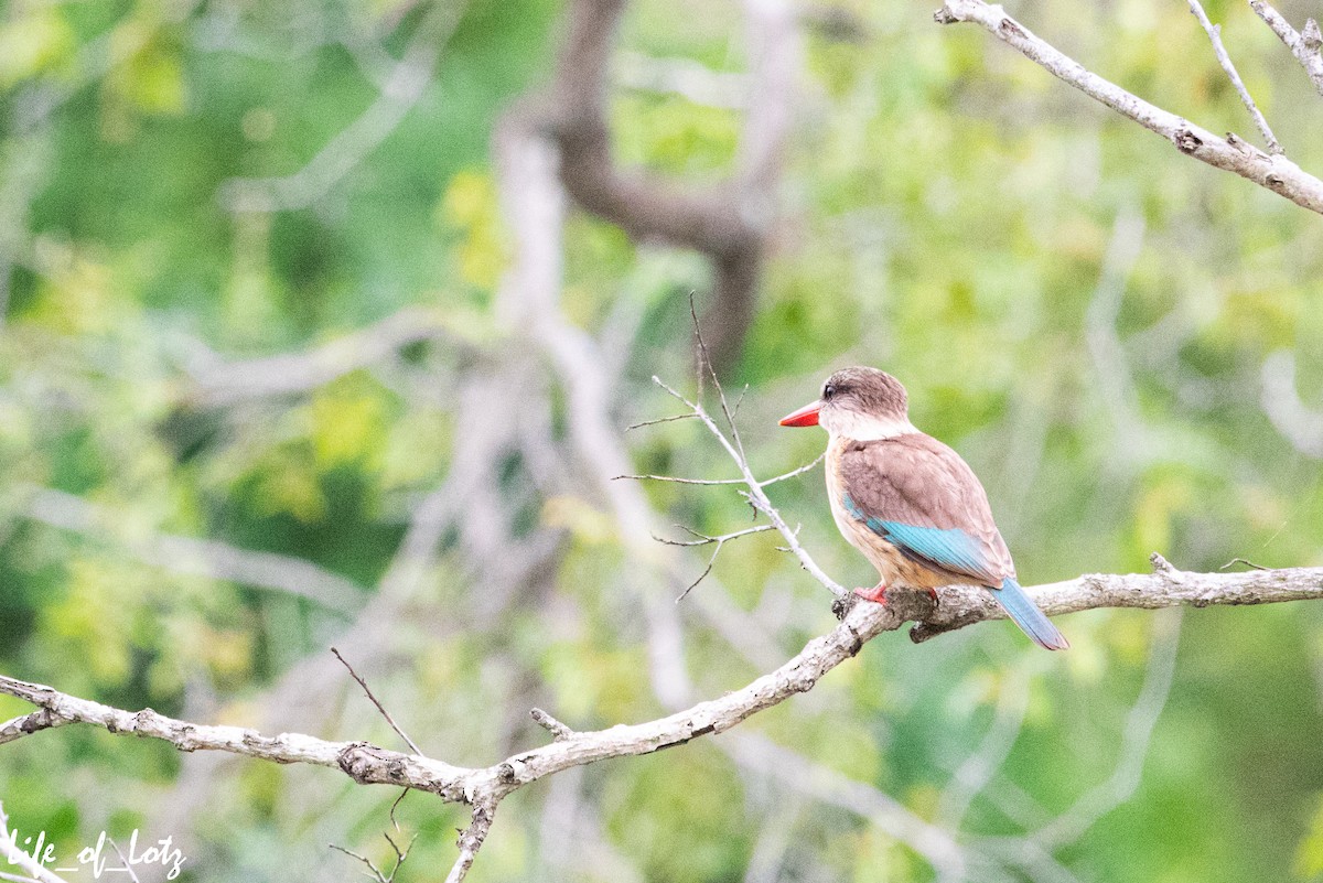 Brown-hooded Kingfisher - Kyle Lotz