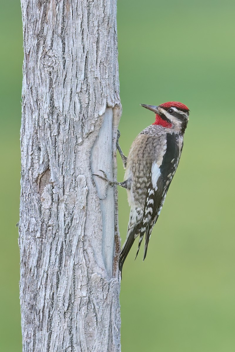 Red-naped Sapsucker - ML501424311