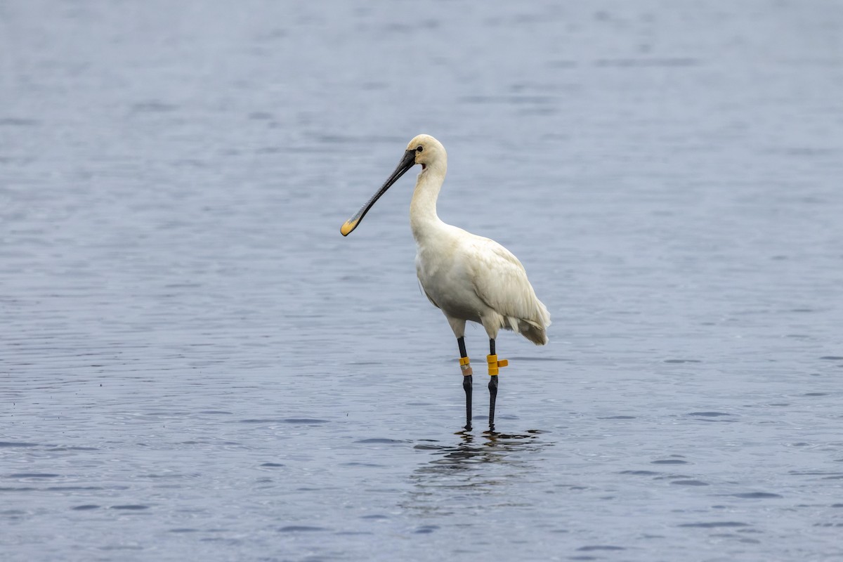 Eurasian Spoonbill - Colin Lamond