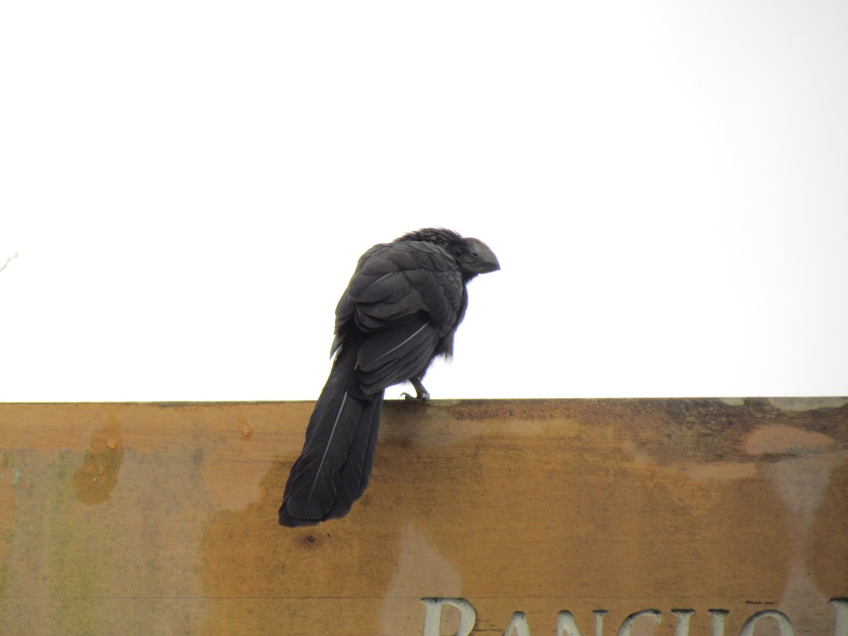 Smooth-billed Ani - ML50142501