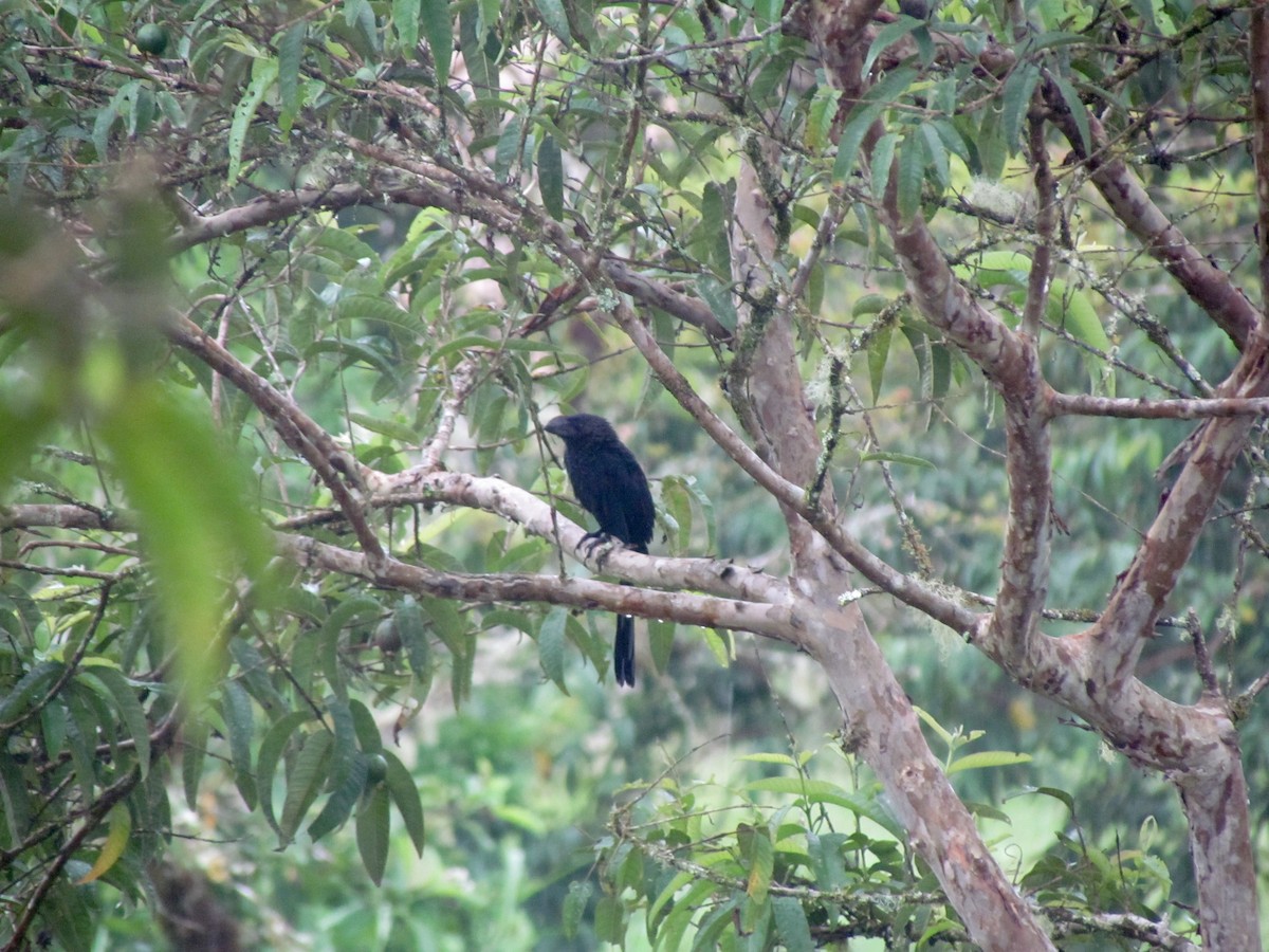 Smooth-billed Ani - ML50142511