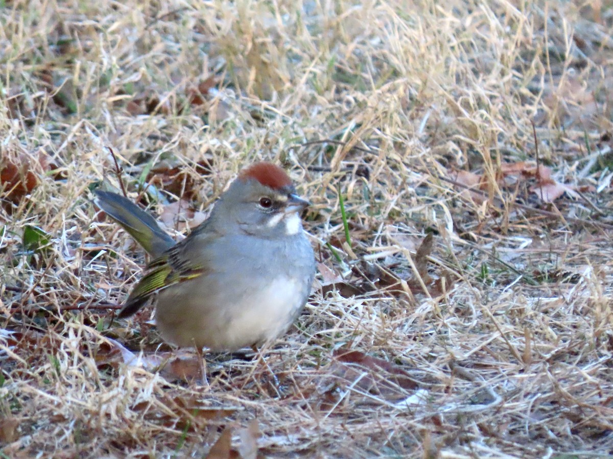 Green-tailed Towhee - ML501425121