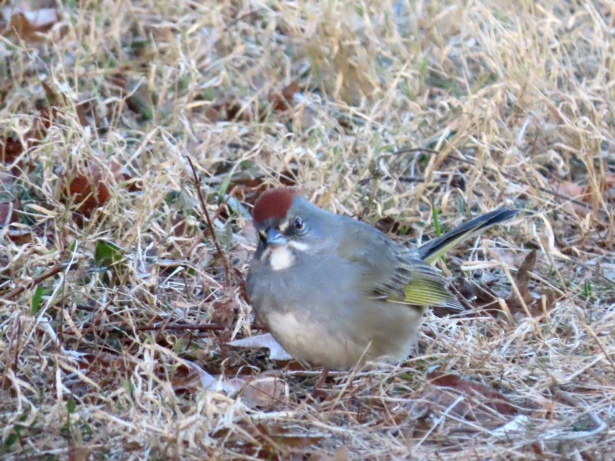 Green-tailed Towhee - ML501425131