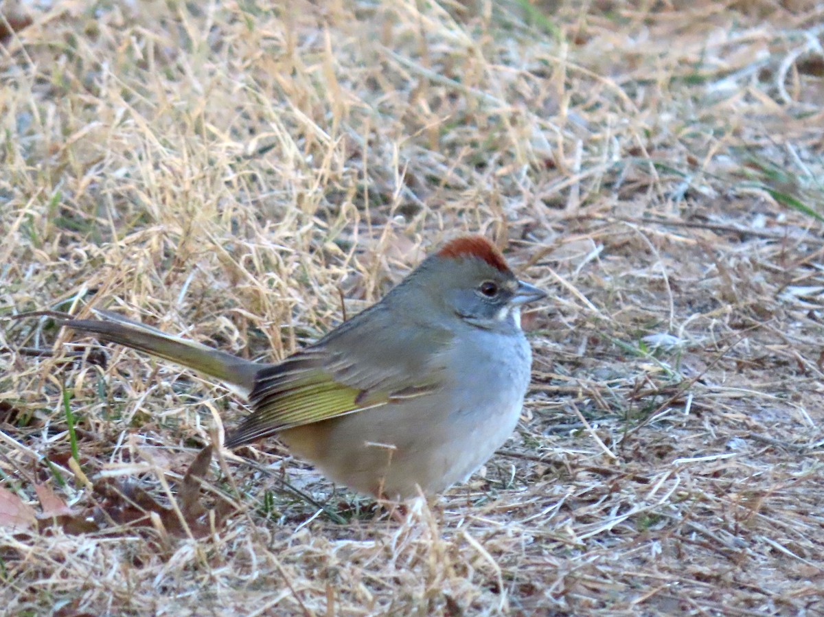 Green-tailed Towhee - ML501425161