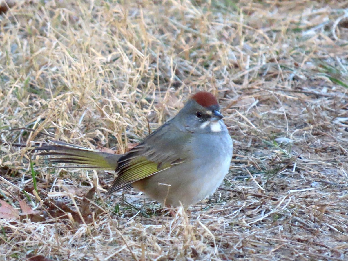 Green-tailed Towhee - ML501425171