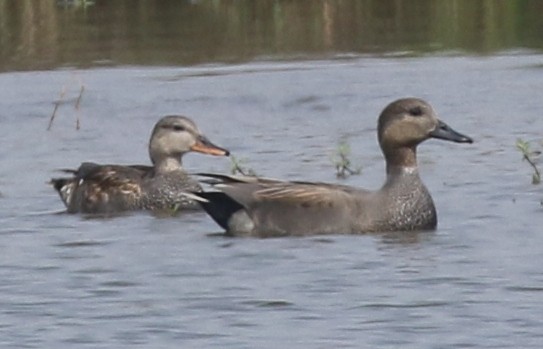 Gadwall - ML501426081