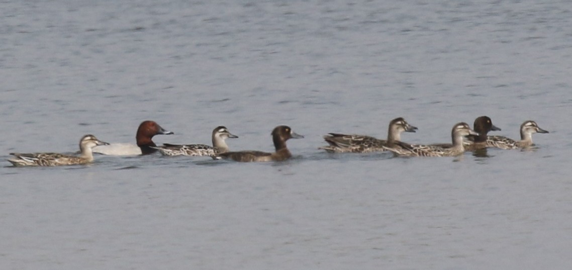 Common Pochard - Mohit Sahu