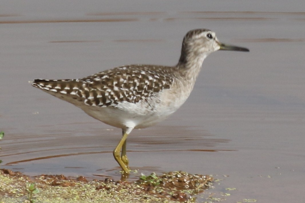 Wood Sandpiper - Mohit Sahu