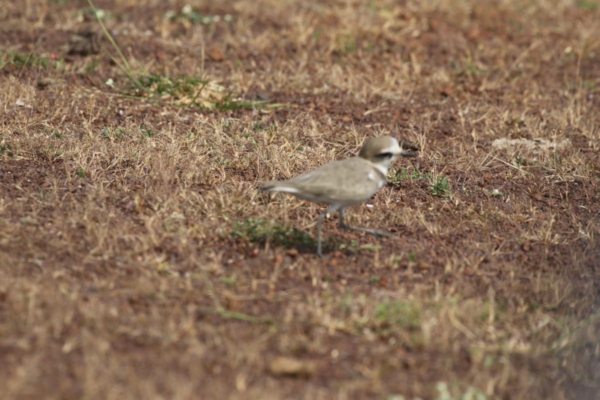 Kentish Plover - Mohit Sahu