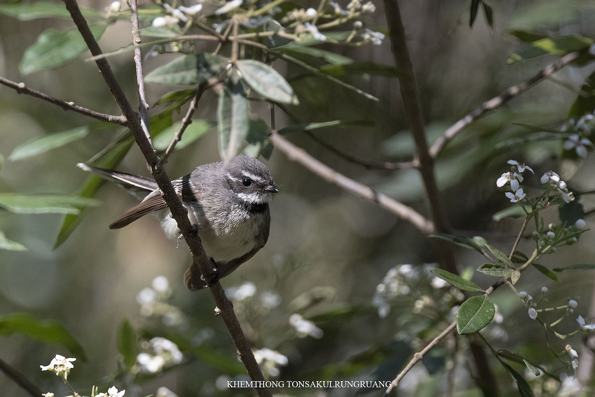 Gray Fantail (alisteri) - Khemthong Tonsakulrungruang