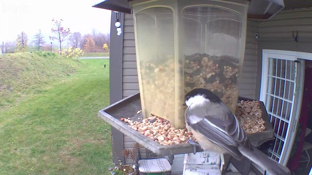 Black-capped Chickadee - ML501430161