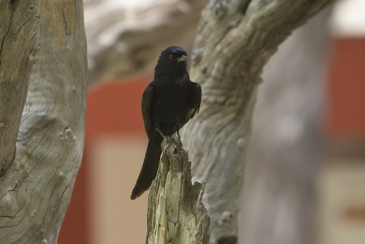 Fork-tailed Drongo - ML501432091