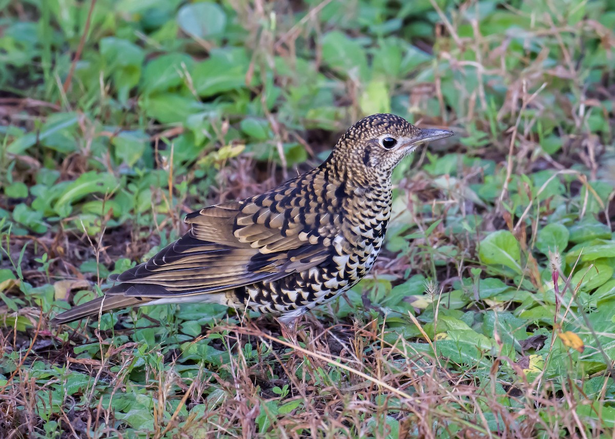 White's Thrush - Kai Pflug
