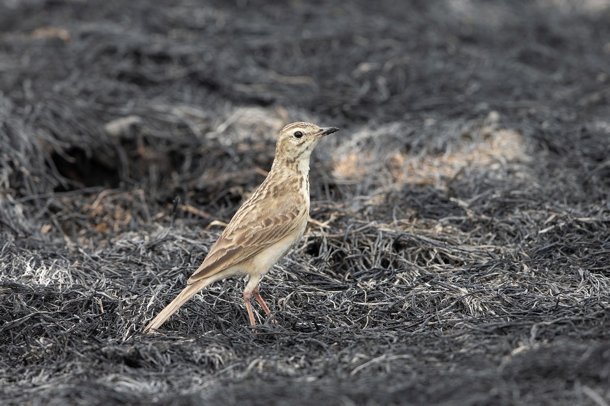 African Pipit (African) - ML501433341