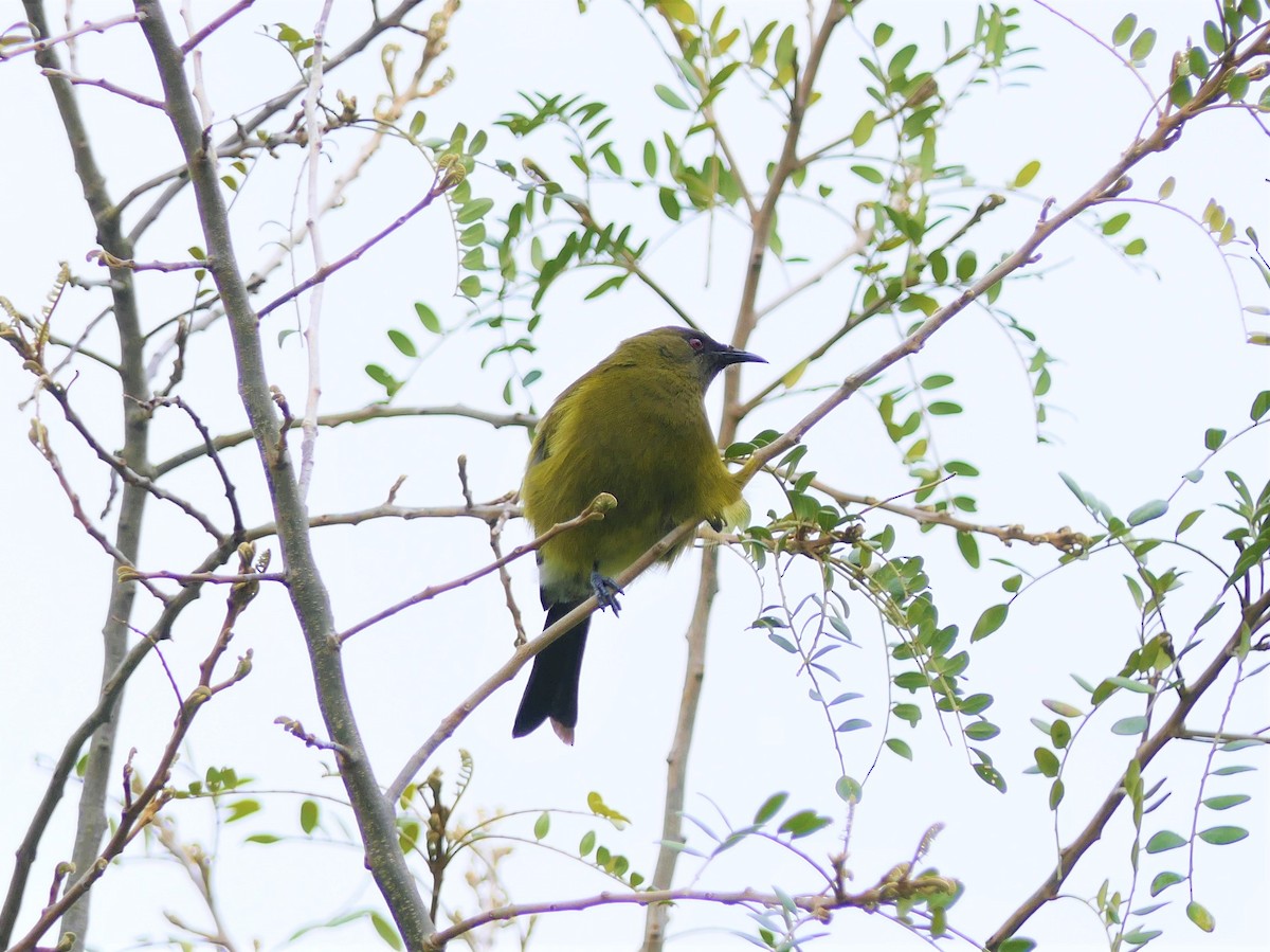 New Zealand Bellbird - ML501433621