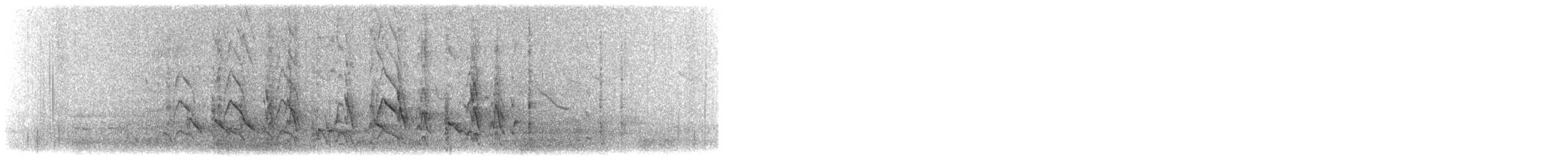 svarthodeparakitt (barnardi) (malleeparakitt) - ML501434271