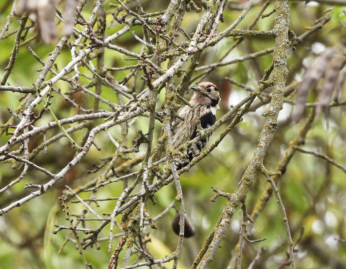 Lesser Spotted Woodpecker - Alfonso Rodrigo