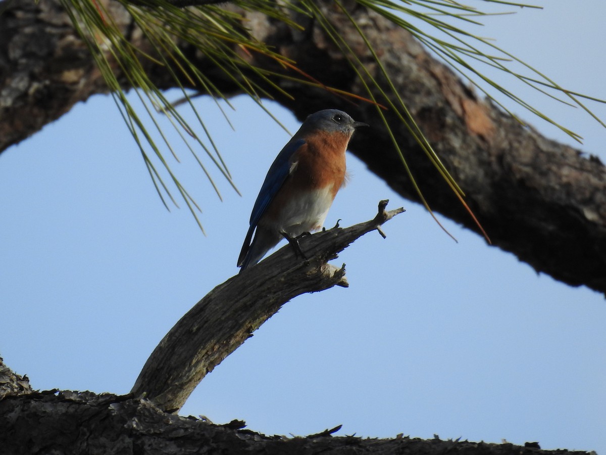 Eastern Bluebird - ML501435571