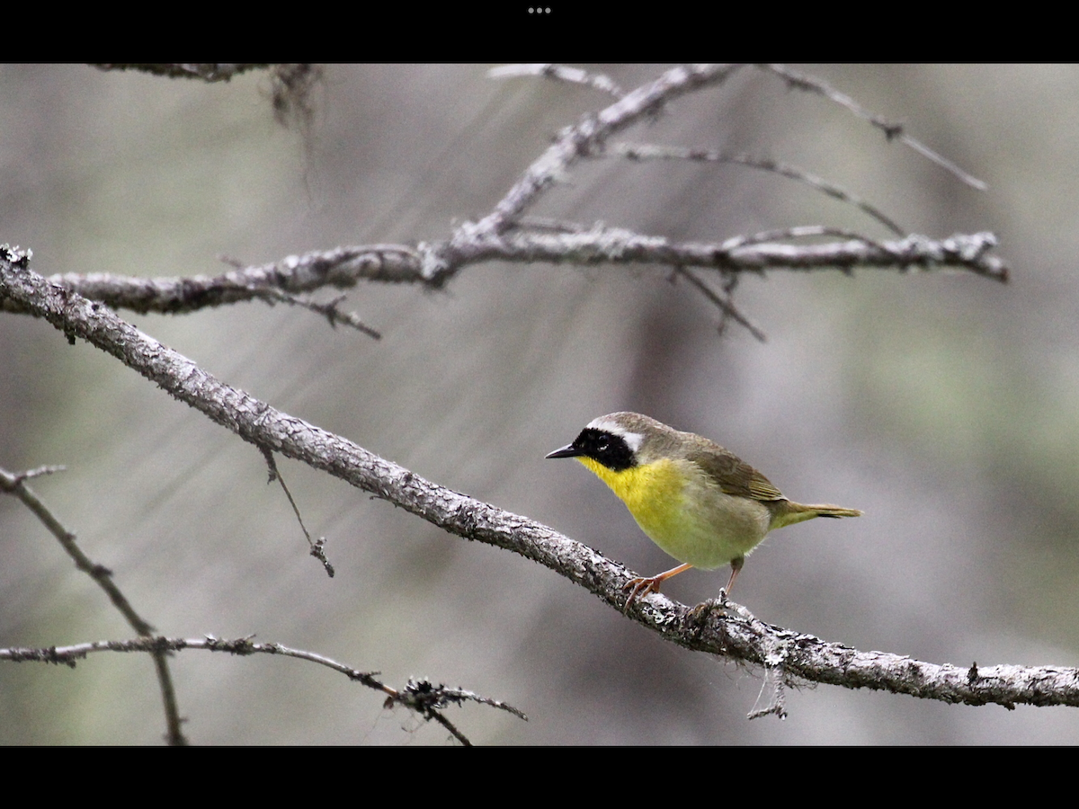 Common Yellowthroat - ML501435731