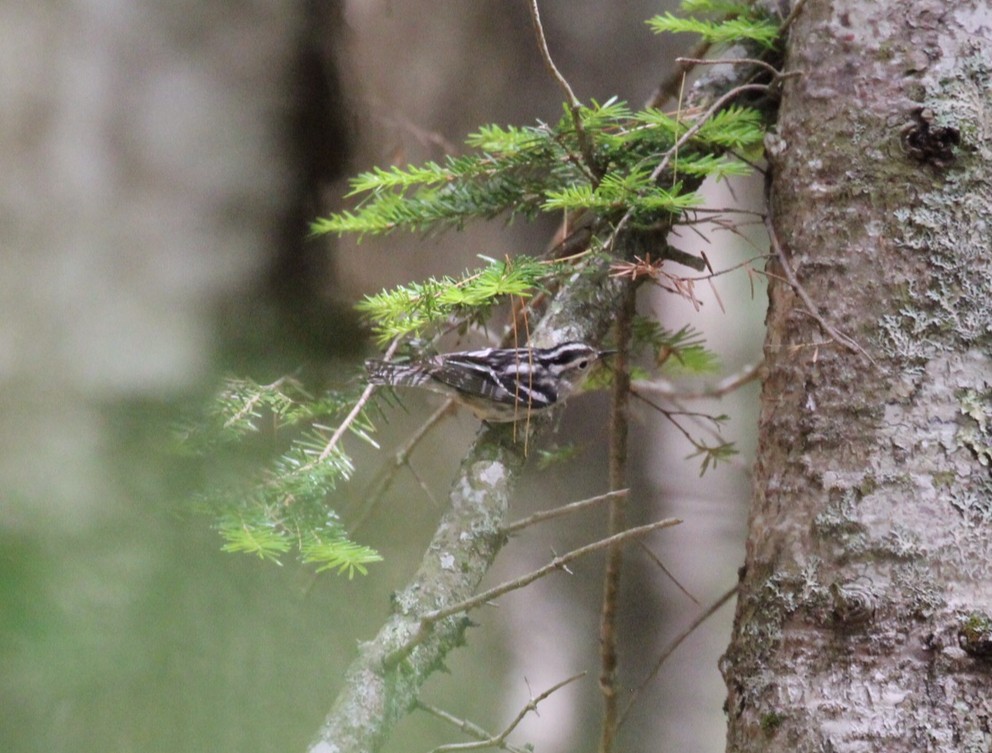 Black-and-white Warbler - ML501435751