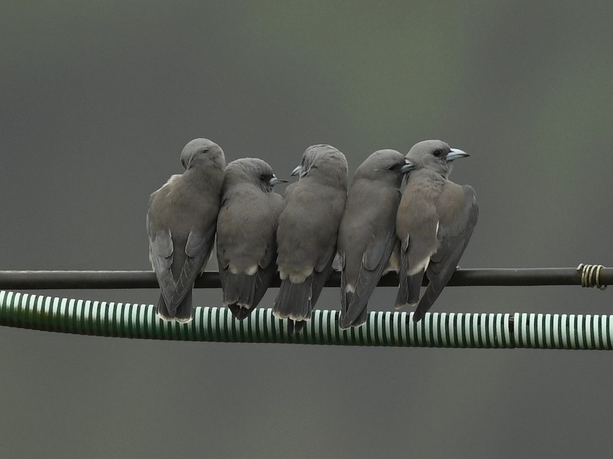 Ashy Woodswallow - Subhadra Devi