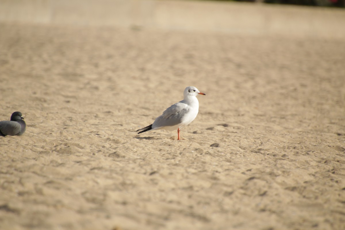 Rock Pigeon - ML501438021