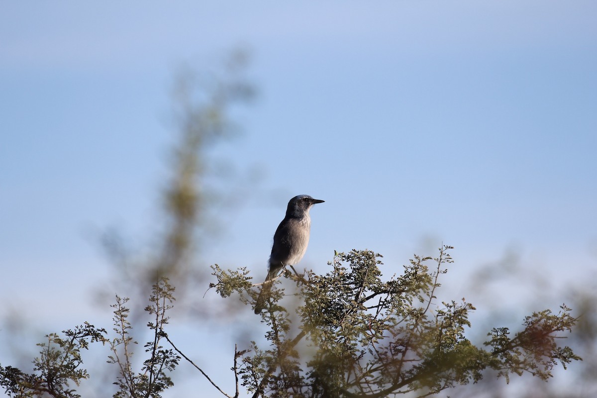 Woodhouse's Scrub-Jay - ML501438411