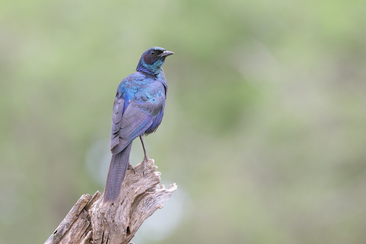 Burchell's Starling - ML501438721