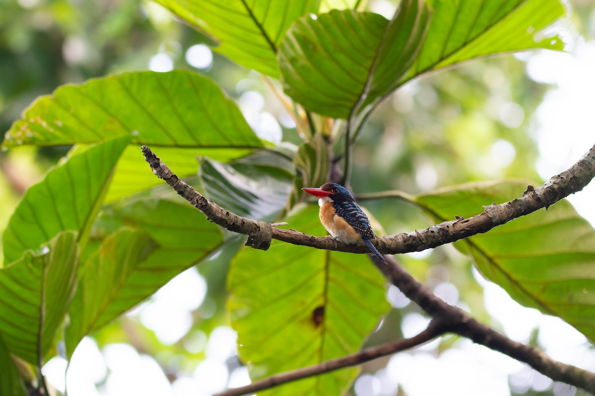 Banded Kingfisher - ML501439061