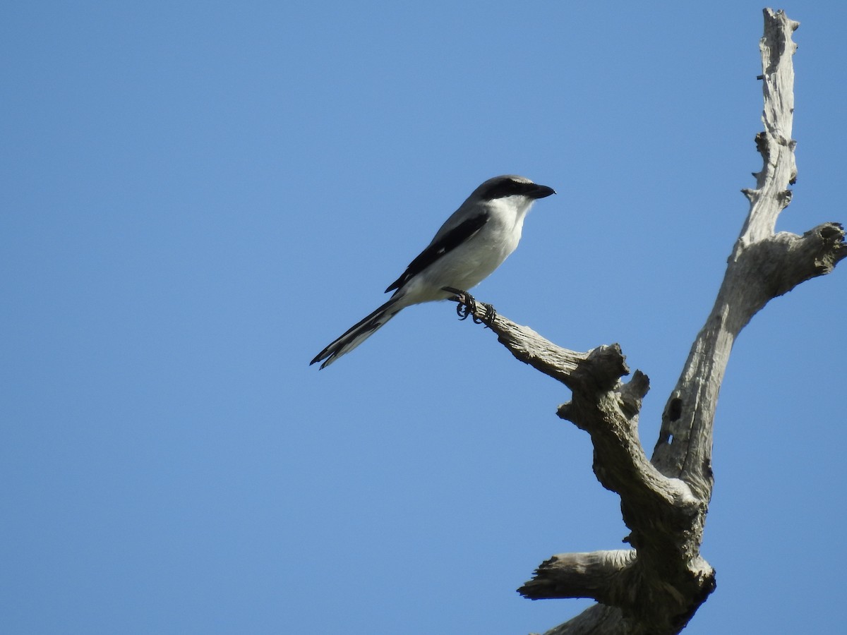 Loggerhead Shrike - ML501439221