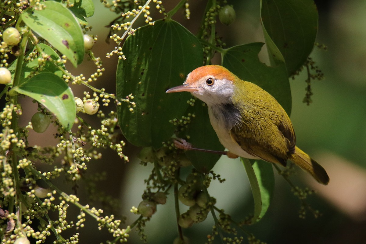 Dark-necked Tailorbird - ML501439261