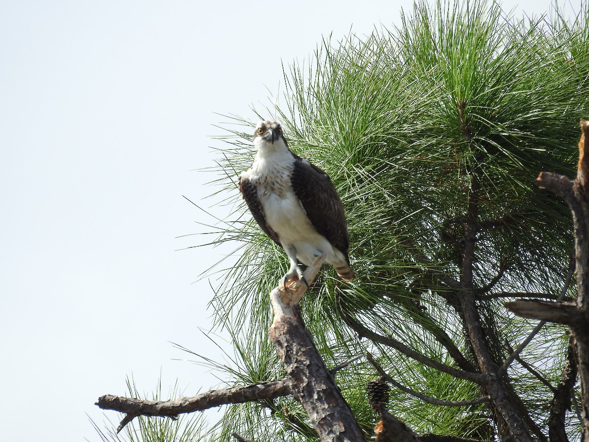 Osprey - ML501439321