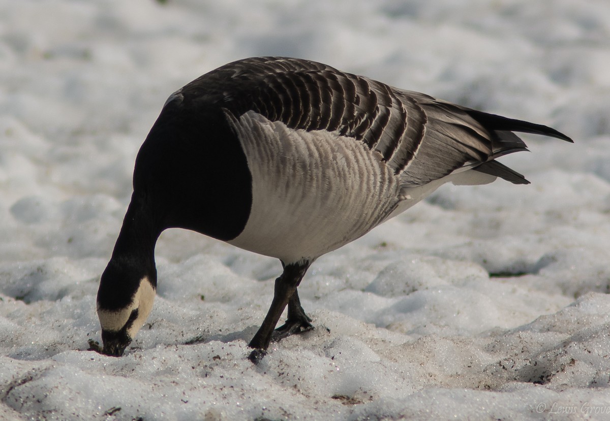 Barnacle Goose - ML501440271